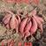 西瓜红红薯鲜食薯业原产地代言人脱毒西瓜红一手货源