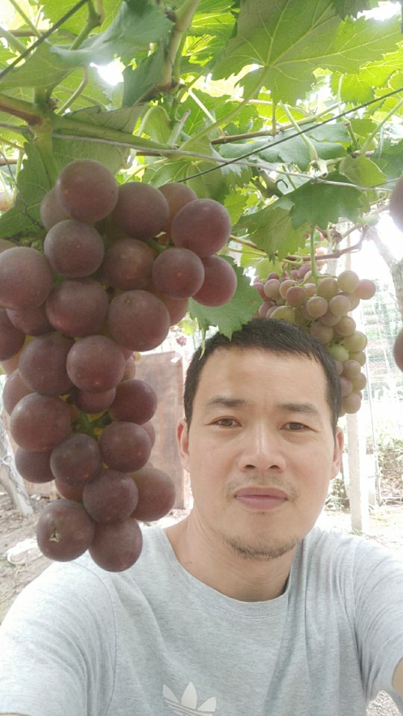 巨峰葡萄出货中，欢迎各位老板惠顾