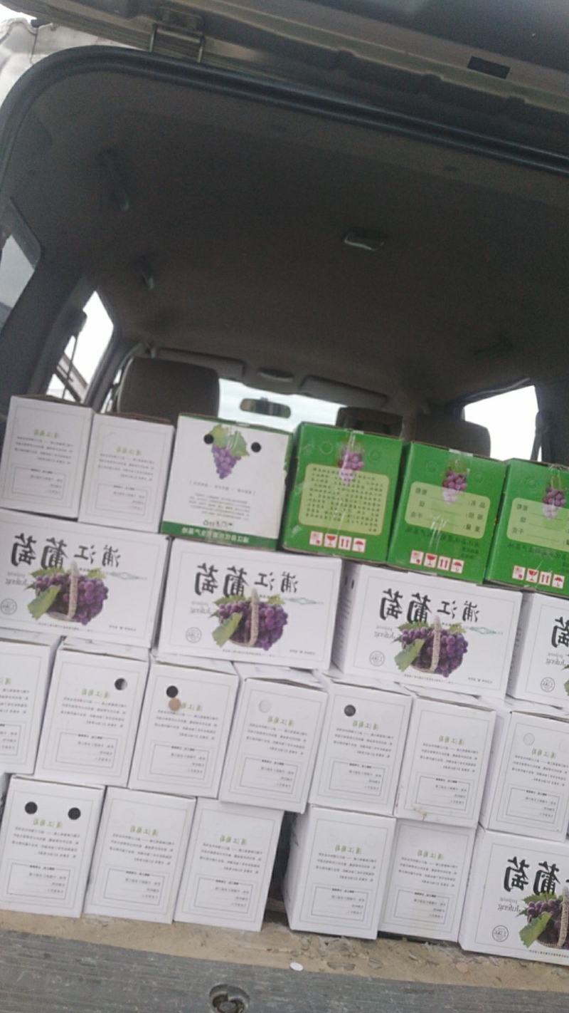 巨峰葡萄出货中，欢迎各位老板惠顾