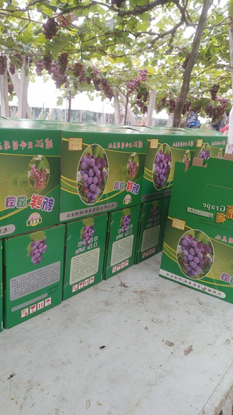 巨峰葡萄出货中，欢迎各位老板惠顾
