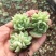 银魅杂交韩版多肉月影白杂多肉植物地苗