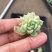 银魅杂交韩版多肉月影白杂多肉植物地苗