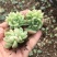银魅杂交韩版多肉月影白杂多肉植物地苗