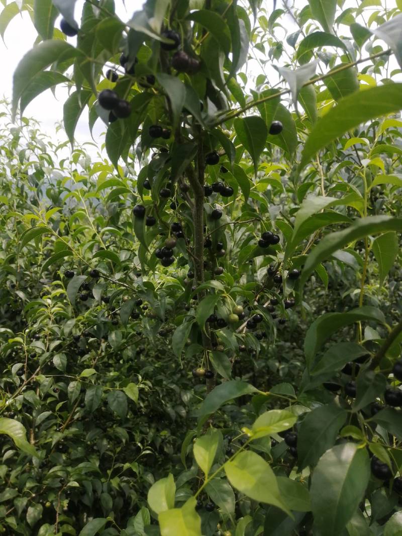 岗梅苗，又名称星木种子苗，点称木苗，枝条和根都可入药