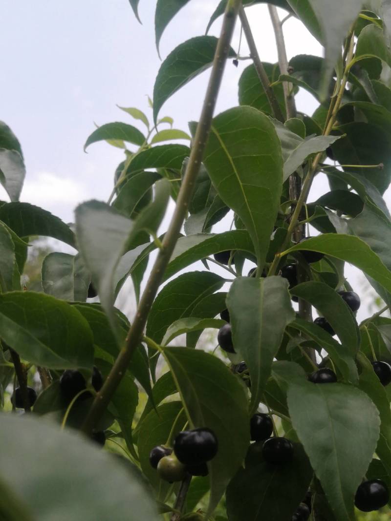 岗梅苗，又名称星木种子苗，点称木苗，枝条和根都可入药