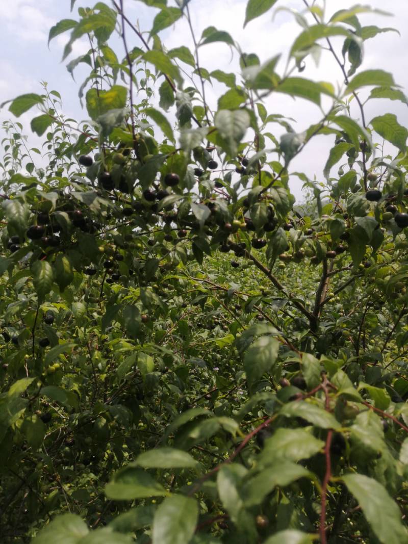 岗梅苗，又名称星木种子苗，点称木苗，枝条和根都可入药