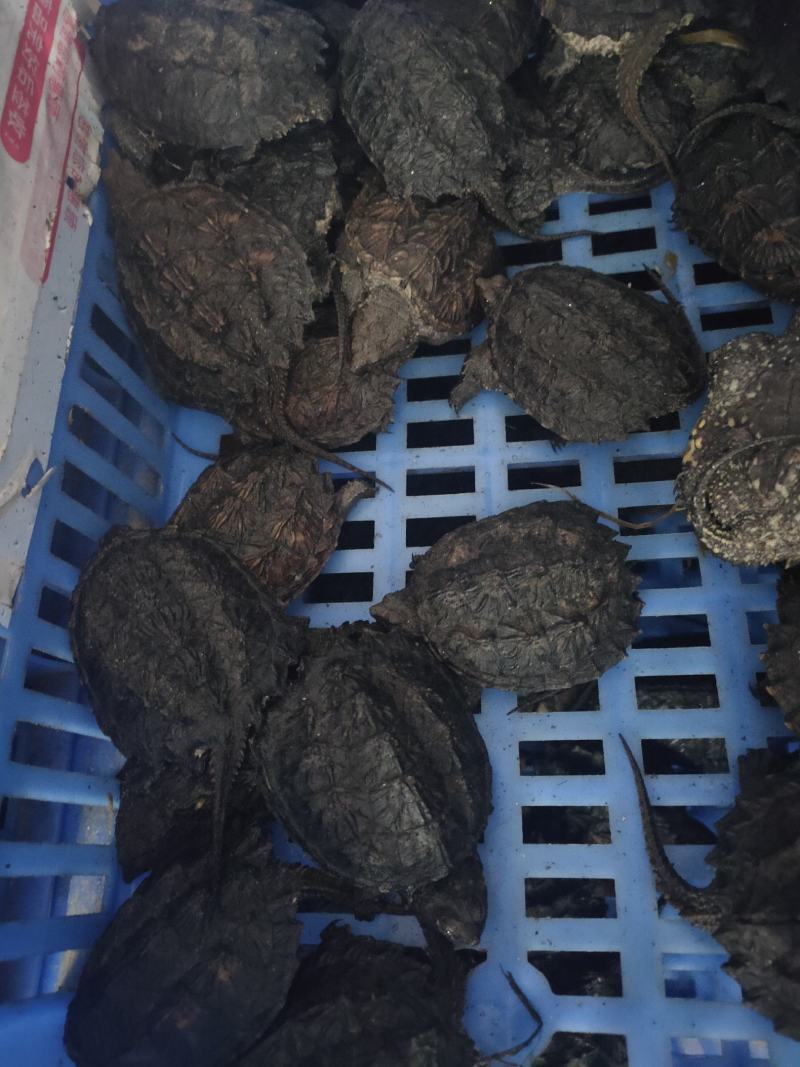 【优质】甲鱼苗中华甲鱼苗规格齐全一手货源全国发货
