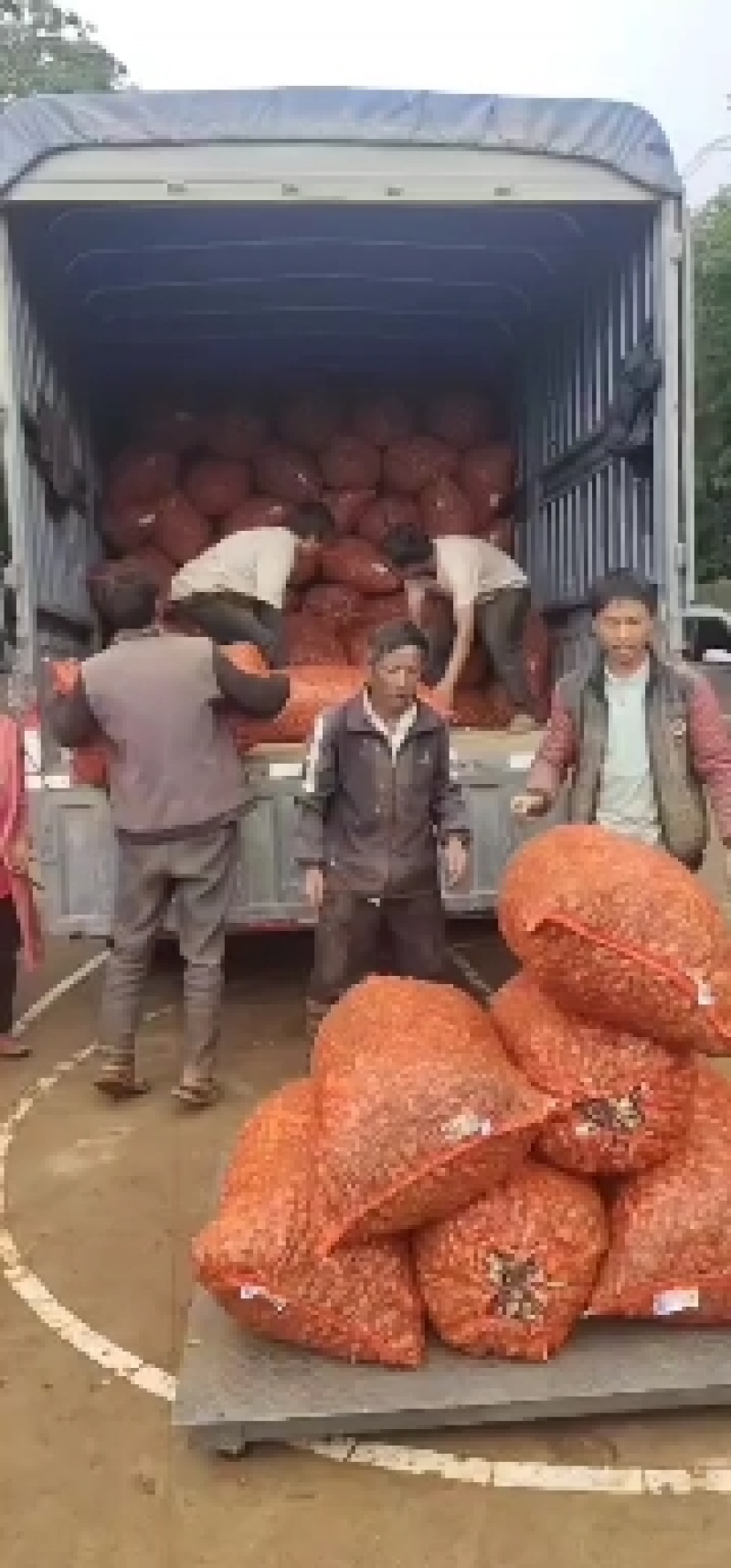 云南红河开远珍珠玉藠头