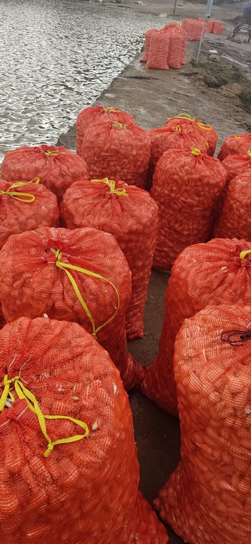 云南红河开远珍珠玉藠头