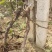 长年供应占地用葡萄苗，树。各种果树。质优价廉，量大从优。