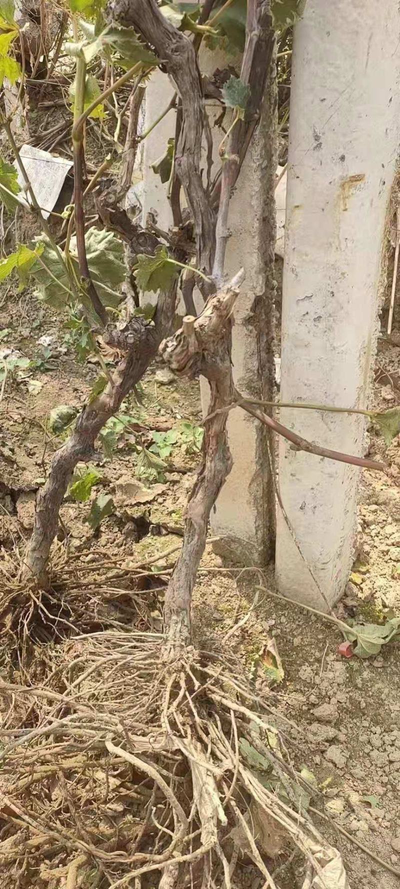 长年供应占地用葡萄苗，树。各种果树。质优价廉，量大从优。