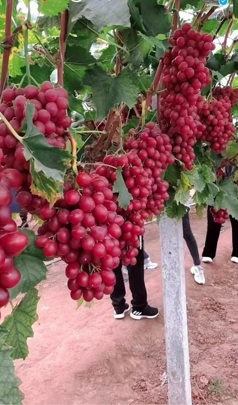 中国红玫瑰葡萄苗，自家繁育保证纯度质量欢迎选购