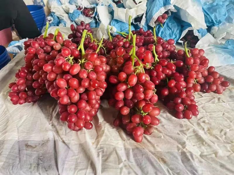 中国红玫瑰葡萄苗，自家繁育保证纯度质量欢迎选购