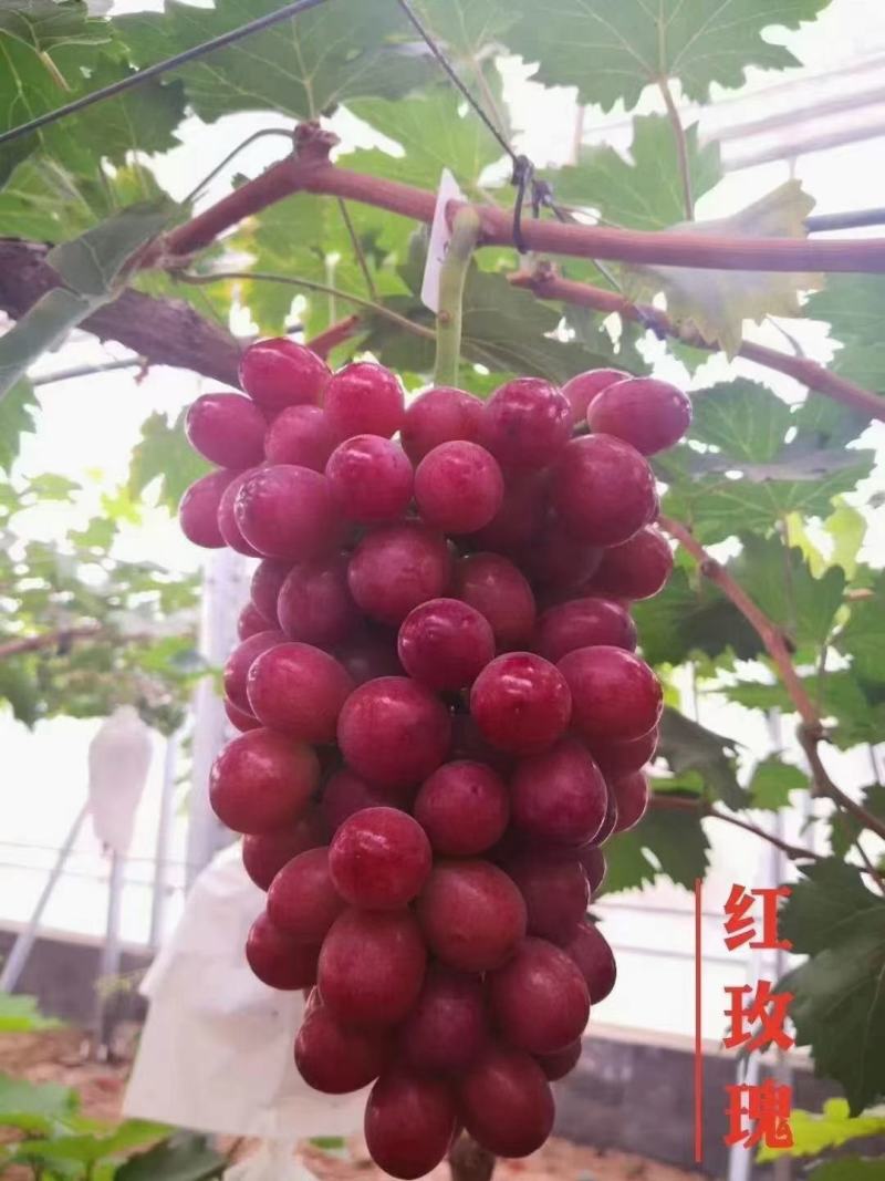 中国红玫瑰葡萄苗，自家繁育保证纯度质量欢迎选购