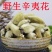 野生中药辛夷批发中药材辛夷花毛桃望春花玉兰花产地直发包邮