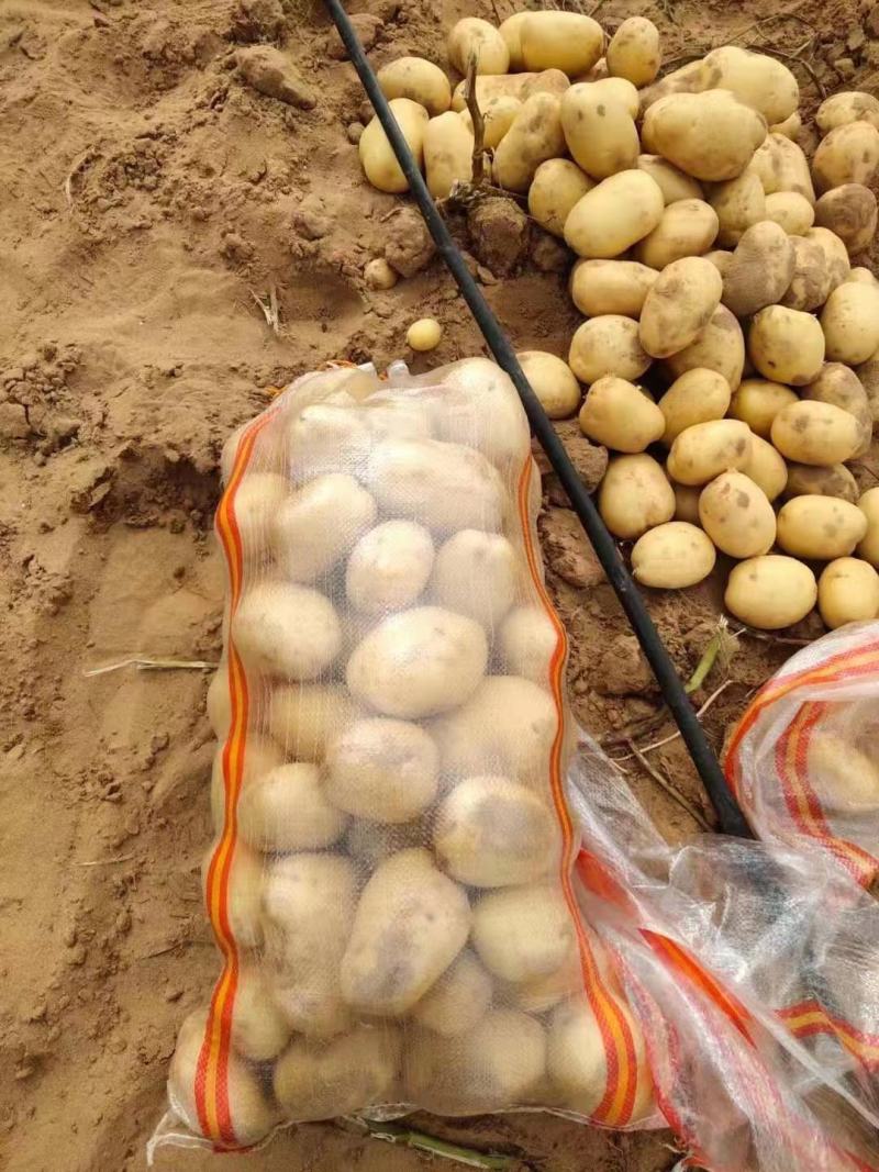陕西榆林定边黄心土豆产地直供，皮毛好一手货源全国发货，