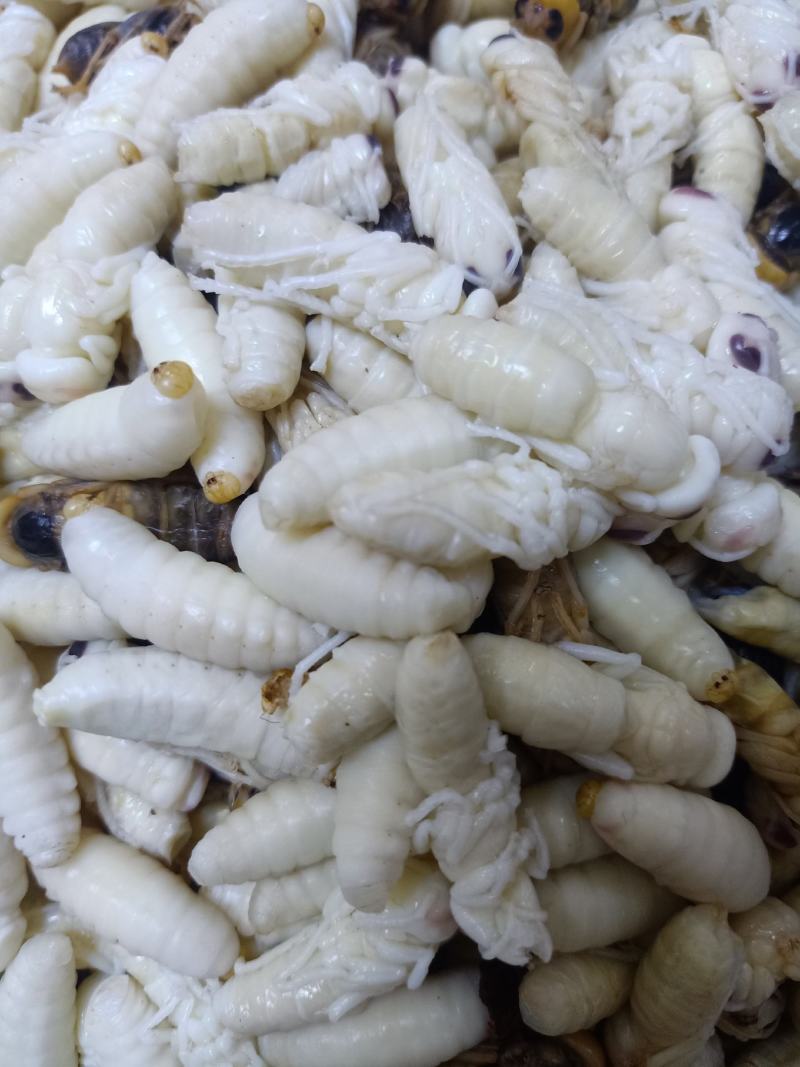 胡蜂