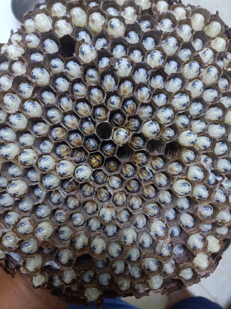 胡蜂