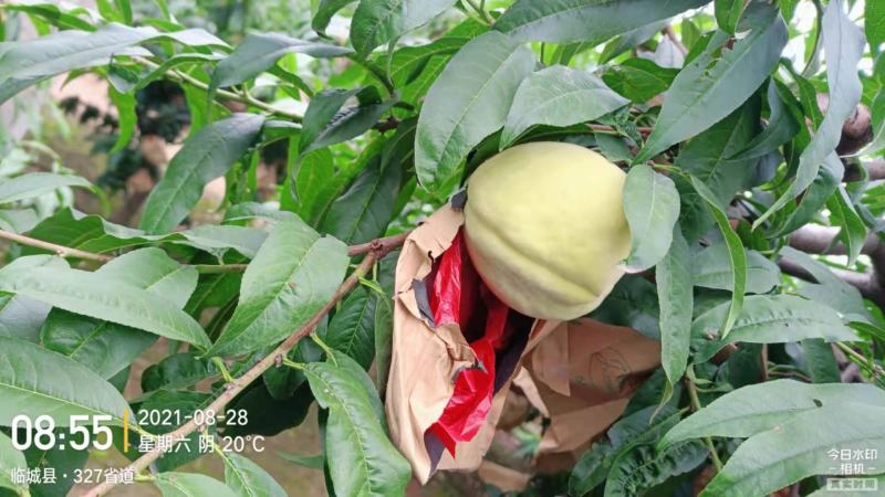 【中华寿桃】河北邢台临城，中秋晚桃糖度16以上，秋雪蜜桃