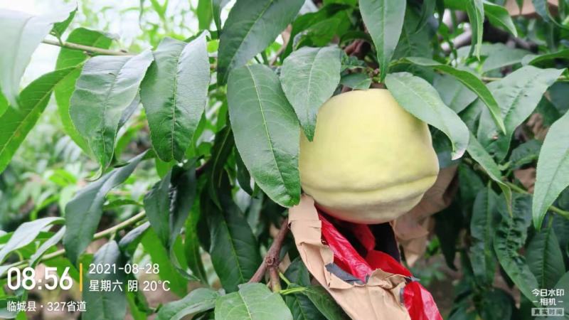 【中华寿桃】河北邢台临城，中秋晚桃糖度16以上，秋雪蜜桃
