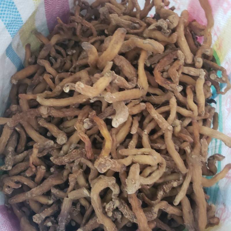 干玉竹条