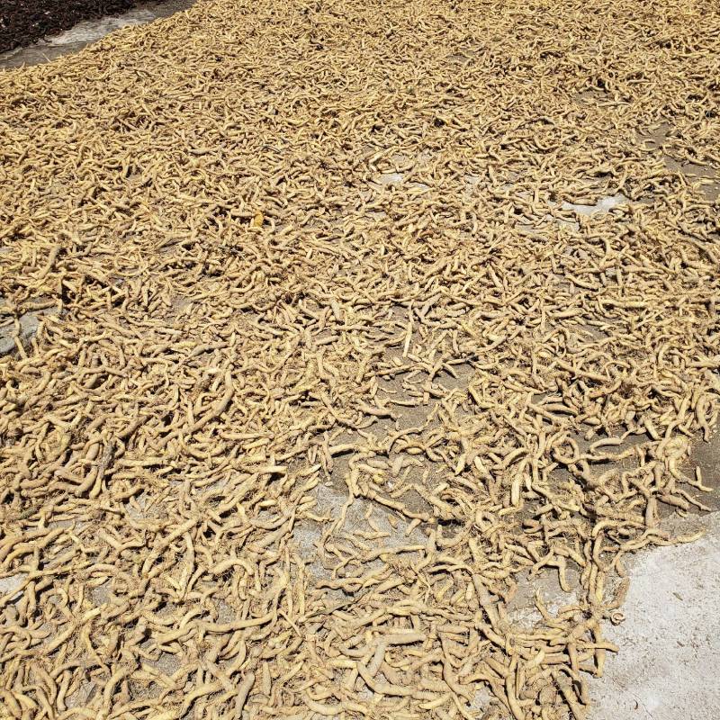 干玉竹条