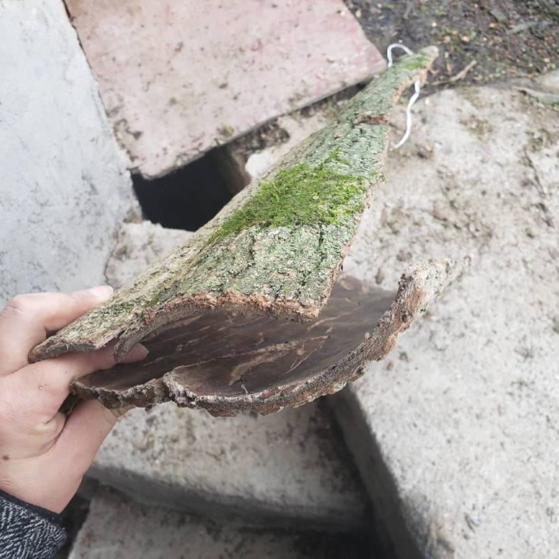 杜仲皮