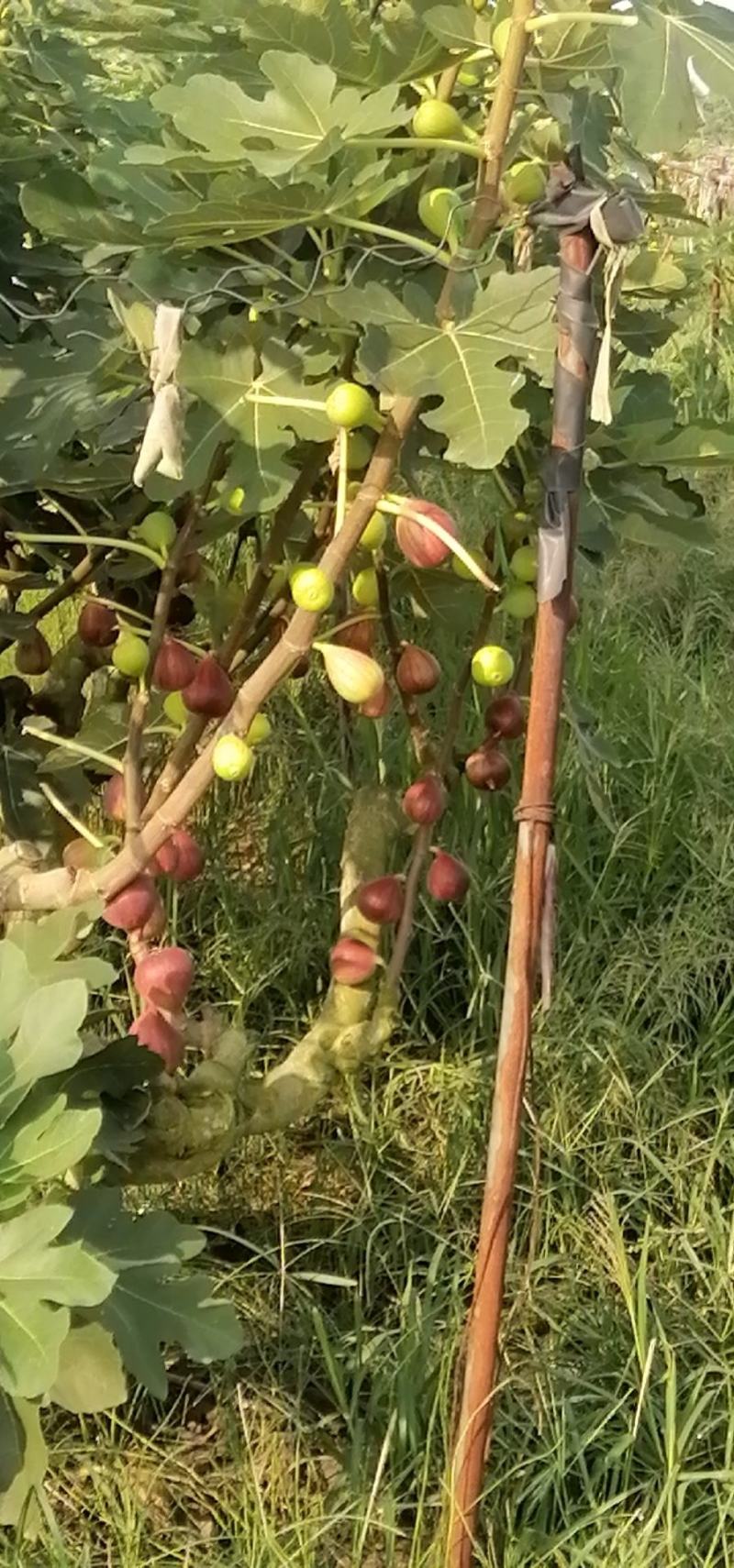 波姬红无花果枝条