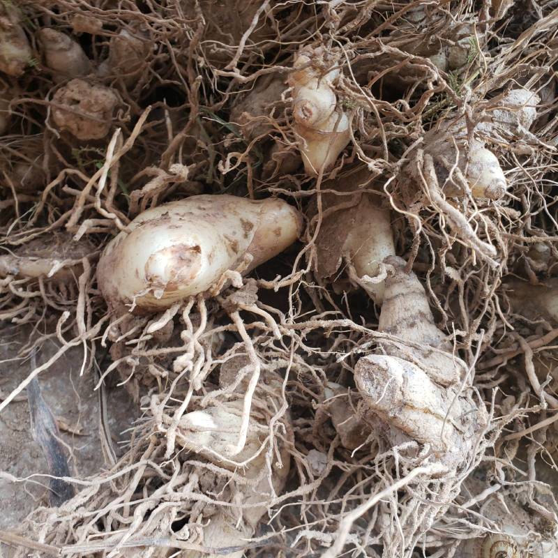 鲜白及白芨