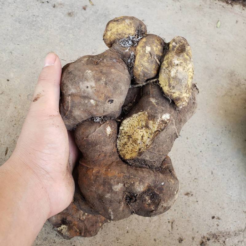 鲜黄精