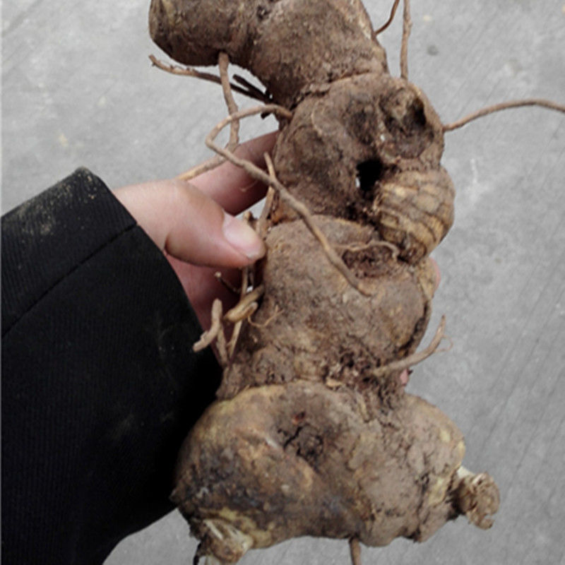 鲜黄精