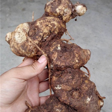 鲜黄精