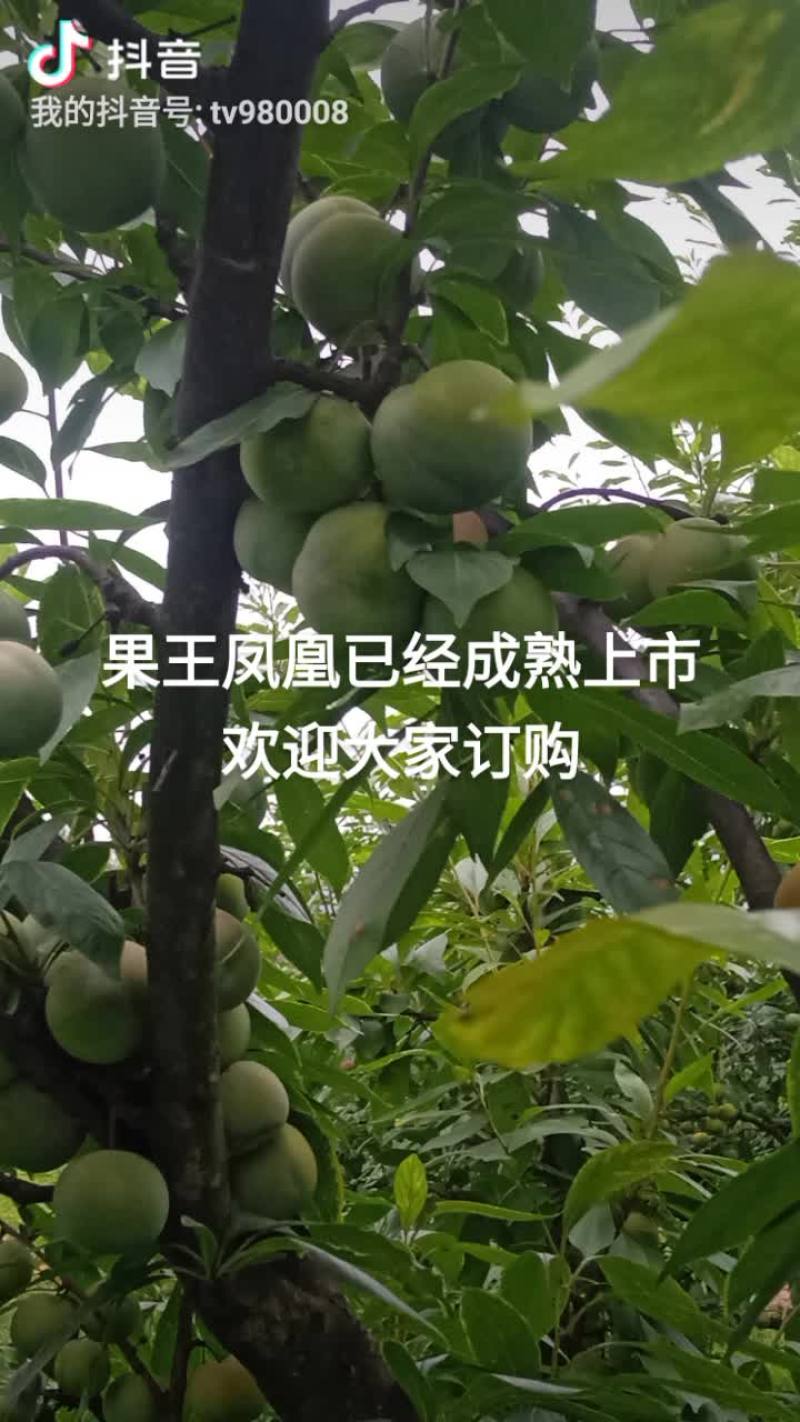 凤凰李赤水镇凤凰李，基地直供，一手货源欢迎老板来电咨询
