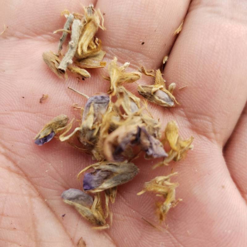 葛花