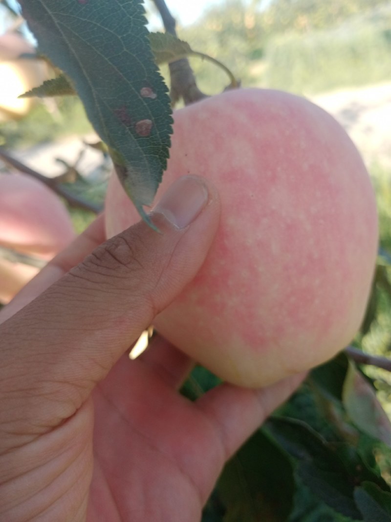 红星苹果