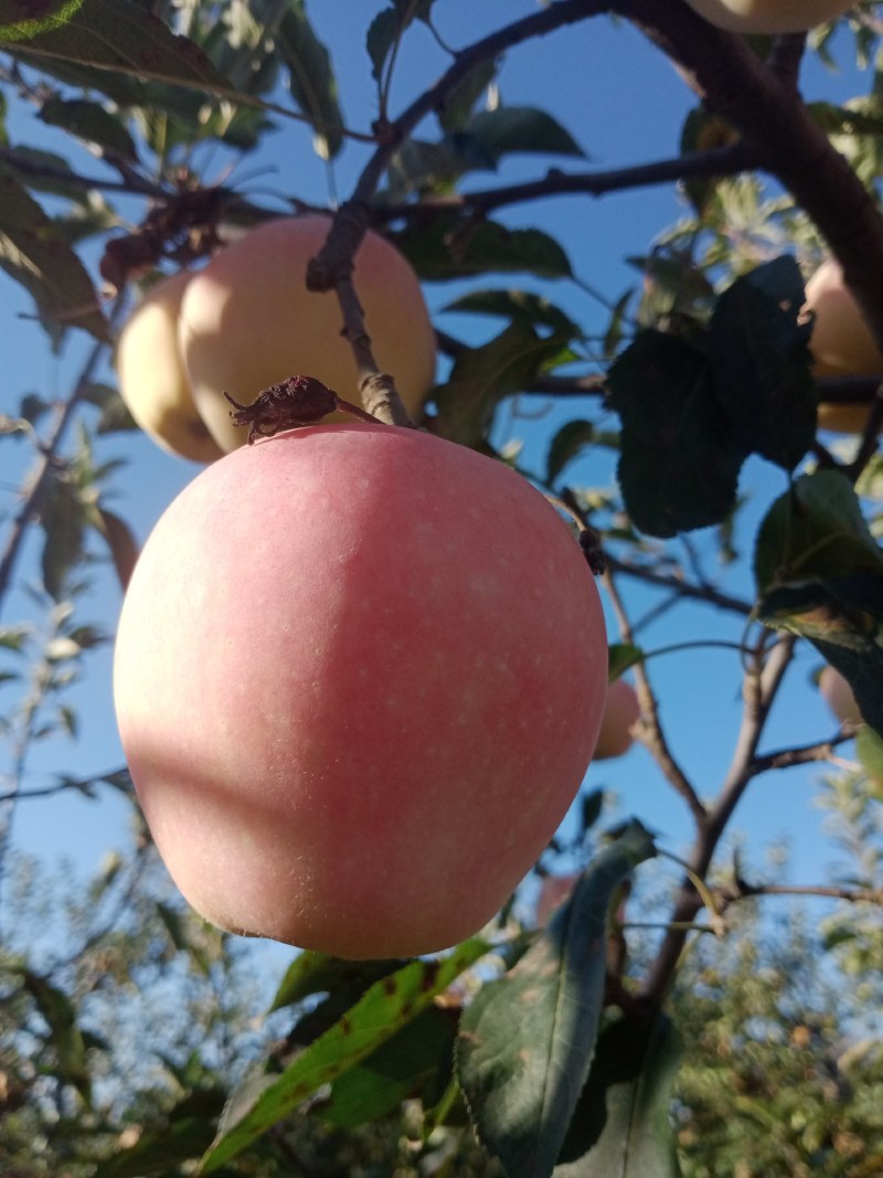 红星苹果