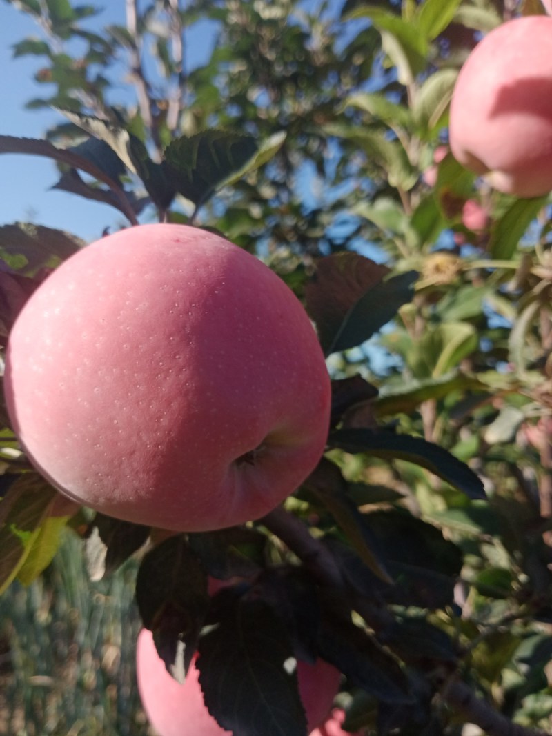红星苹果