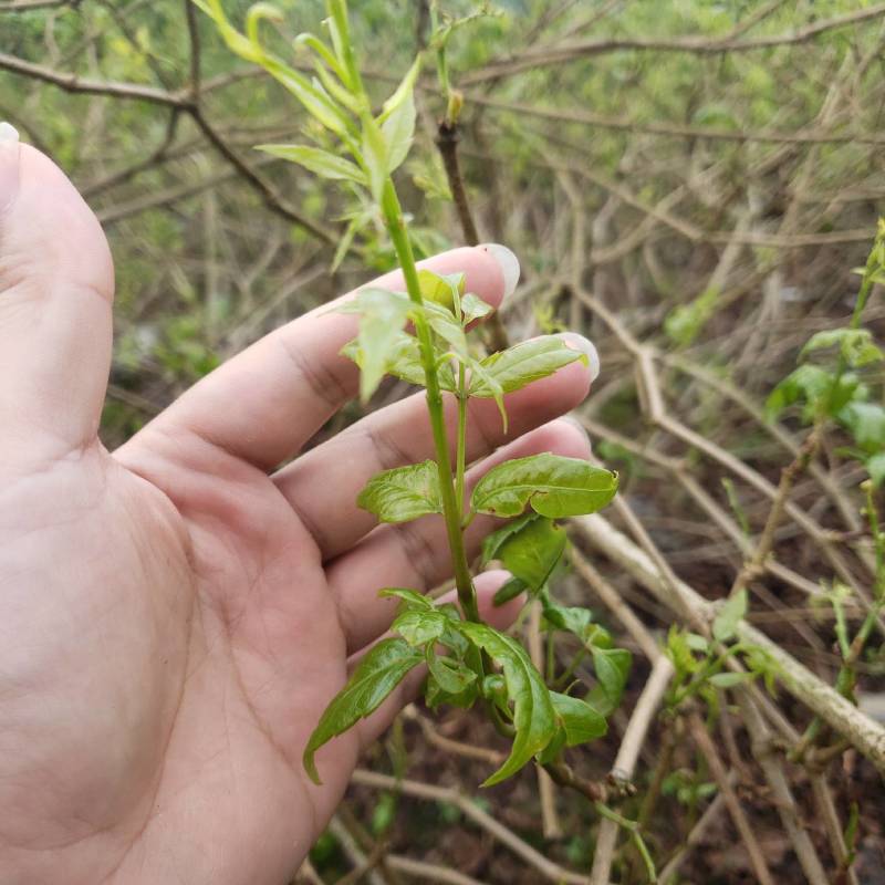 莓茶湖南产长寿藤