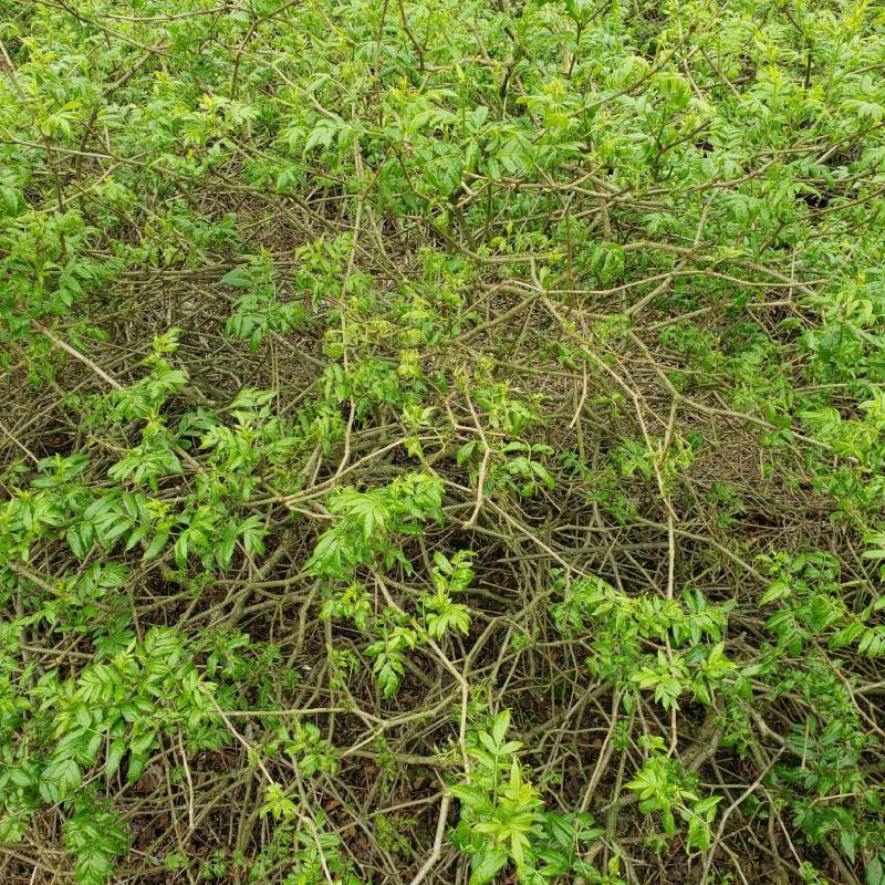 莓茶湖南产长寿藤