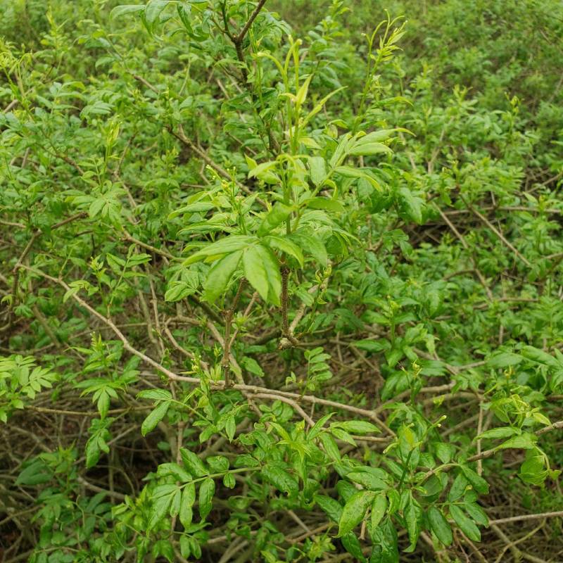 莓茶湖南产长寿藤