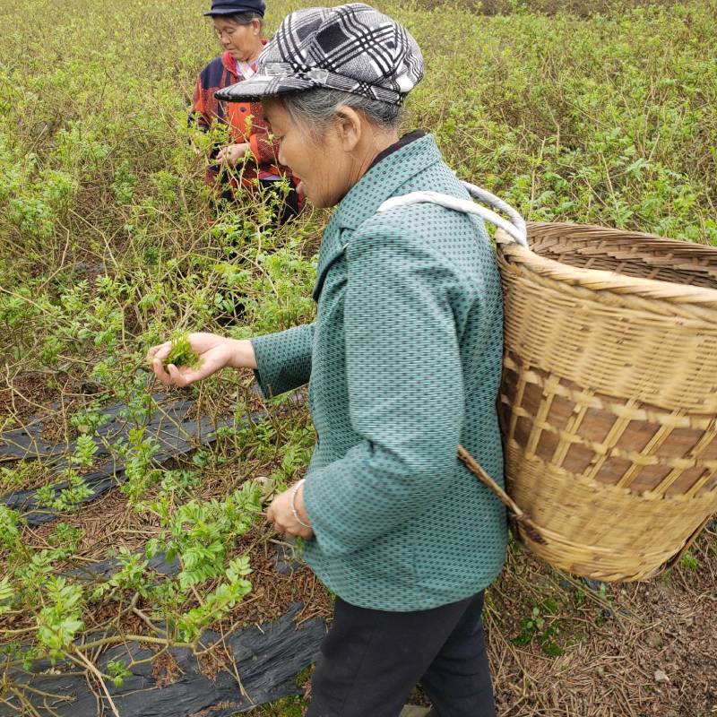 莓茶湖南产长寿藤