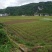 莓茶湖南产长寿藤