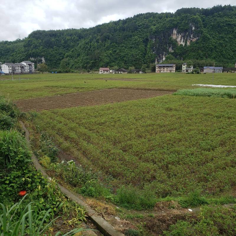 莓茶湖南产长寿藤