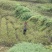 莓茶湖南产长寿藤