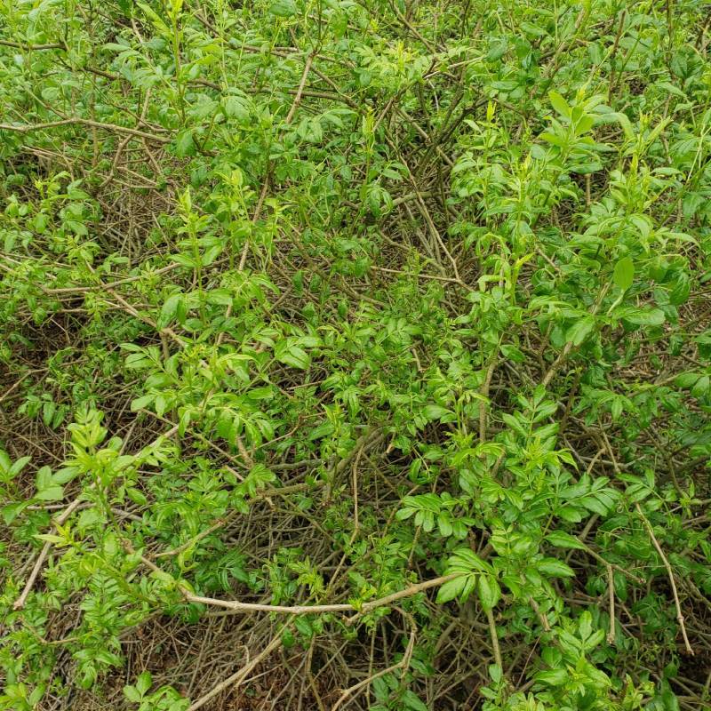 莓茶湖南产长寿藤