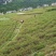 莓茶湖南产长寿藤