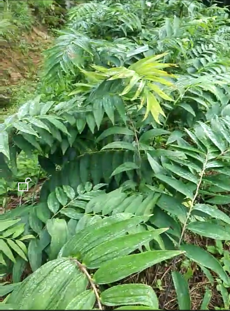 多花黄精种苗块茎苗黄肉甜黄精粗放管理高产量