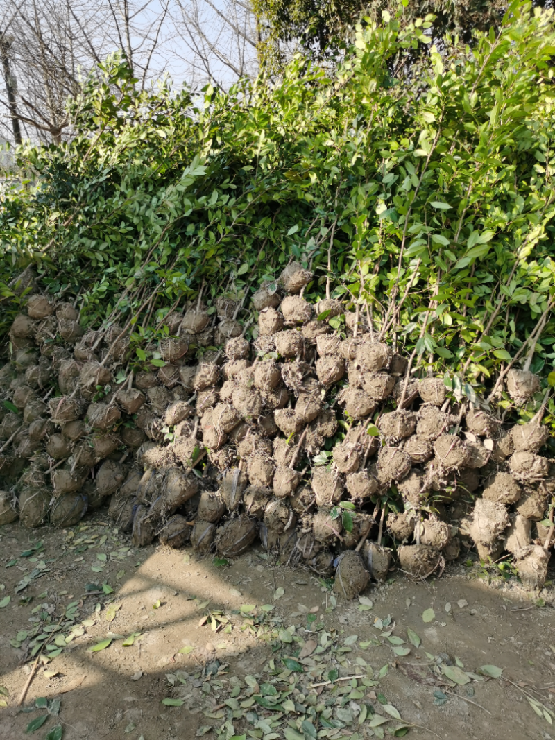 中华蚊母苗，纹母树冠，高1.2-2米