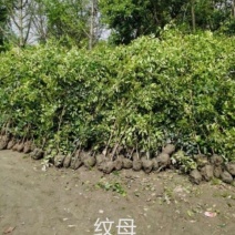 中华蚊母苗，纹母树冠，高1.2-2米