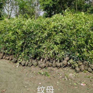 中华蚊母苗，纹母树冠，高1.2-2米
